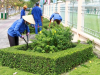 Chăm sóc cây xanh đô thị