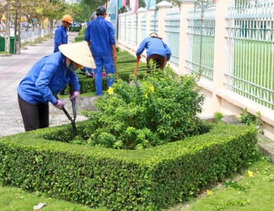 Chăm sóc cây xanh đô thị